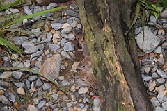 0783 Wildlife Habitat Port Douglas